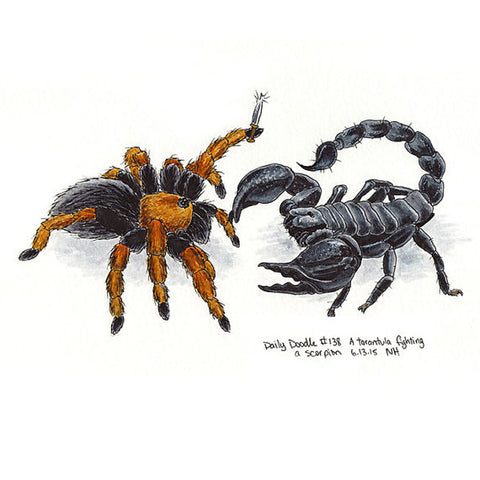 No.138 A tarantula fighting a scorpion