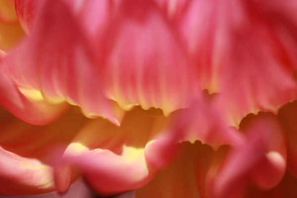 Abstract Dahlia Flower Photo