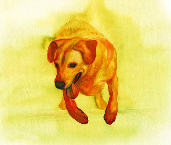 Labrador Retriever Dog Art Print
